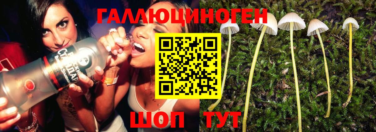Псилоцибиновые грибы Psilocybe  купить наркотики цена  Вход с VPN  Буйнакск  Галлюциногенные грибы прущие грибы 